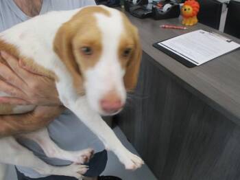 RAYNE -  Beagle Dog for Adoption in Ocala, Florida - RAYNE | PetCurious