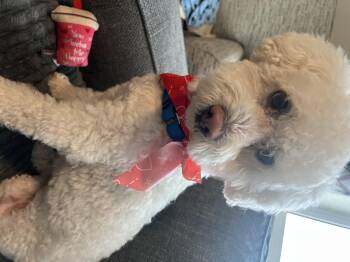 Bichon Frise and Poodle Dogs Available for Adoption - Ace | PetCurious