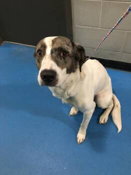 LOUIE -  Mixed Breed Dog for Adoption in Dallas, Texas - LOUIE | PetCurious