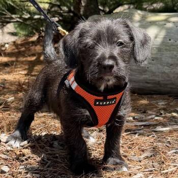 Haring -  Terrier and Mixed Breed Dog for Adoption in East Hampton, New York - Haring | PetCurious