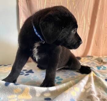 Rescue Labrador Retriever Dogs for Adoption in Long Beach, Mississippi - Basil | PetCurious