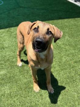 Rescue Black Mouth Cur and Mixed Breed Dogs for Adoption in Baytown, Texas - COQUI | PetCurious