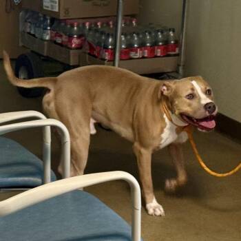 Cheeseburger -  Pit Bull Terrier Dog for Adoption in Baltimore, Maryland - Cheeseburger | PetCurious