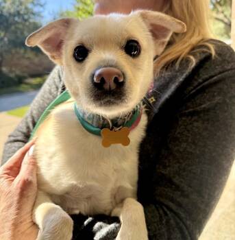 Rescue Chihuahua and Labrador Retriever Dogs for Adoption - Lucy | PetCurious