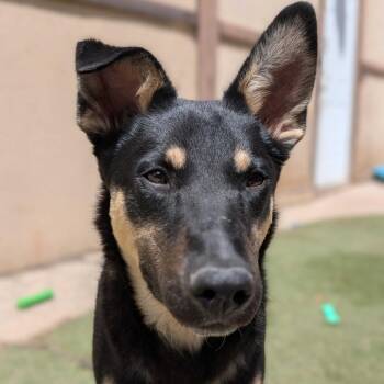 Apple -  Shepherd Dog for Adoption in Grand Junction, Colorado - Apple | PetCurious