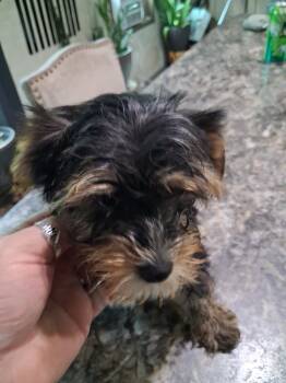 girl -  Yorkshire Terrier Dog for Sale in Colton, New York - Girl | PetCurious