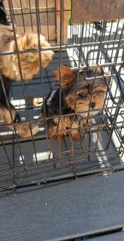 girl -  Yorkshire Terrier Dog for Sale in Colton, New York - Girl | PetCurious