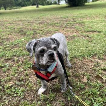 Wickett -  Shih Tzu and Mixed Breed Dog for Adoption in Durham, North Carolina - Wickett | PetCurious