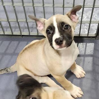 Fraser -  Pug and Shepherd Dog for Adoption in Walnutport, Pennsylvania - Fraser | PetCurious