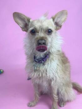 Terrier Dogs Available for Adoption - Kenzie | PetCurious