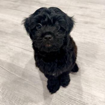 Pepper - Costa Mesa Location *Available 9/5* -  Poodle and Mixed Breed Dog for Adoption in Chino Hills, California - Pepper - Costa Mesa Location *Available 9/5* | PetCurious