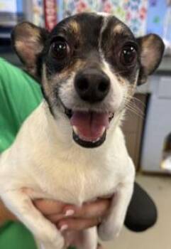 Sketch -  Terrier and Mixed Breed Dog for Adoption in Dothan, Alabama - Sketch | PetCurious