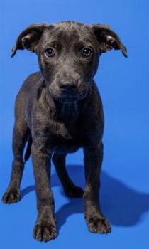 MERMAID -  Mixed Breed Dog for Adoption in Jacksonville, Florida - MERMAID | PetCurious