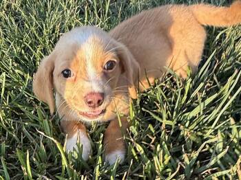 Goofy -  Dachshund Dog for Adoption in Hartwell, Georgia - Goofy | PetCurious