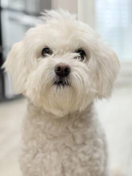 Maltipoo Dogs Available for Adoption -  GINA | PetCurious