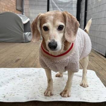 Orly -  Beagle Dog for Adoption in Nowata, Oklahoma - Orly | PetCurious