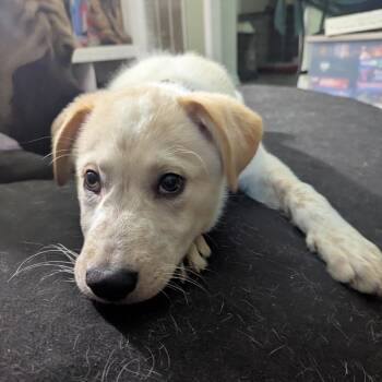 Denki -  Great Pyrenees and Cattle Dog Dog for Adoption in New Orleans, Louisiana - Denki | PetCurious