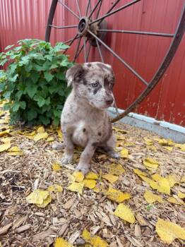 Chips Ahoy -  Cattle Dog Dog for Adoption in Grand Forks, North Dakota - Chips Ahoy | PetCurious