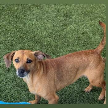 Rolly 2298 -  Mixed Breed Dog for Adoption in Loxahatchee Groves, Florida - Rolly 2298 | PetCurious