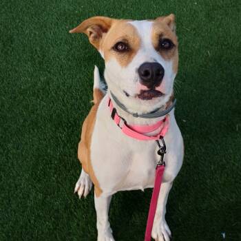 Rescue Mixed Breed Dogs for Adoption in Milan, Pennsylvania - Coco (In Foster) | PetCurious