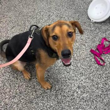 Fearless Fizz -  Doberman Pinscher and Golden Retriever Dog for Adoption in Fredericksburg, Virginia - Fearless Fizz | PetCurious