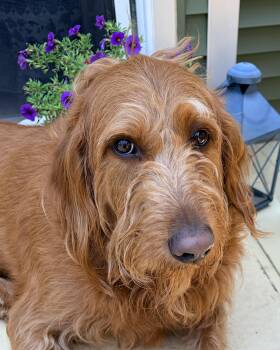 Alex -  Labradoodle Dog for Adoption in Jamesville, New York - Alex | PetCurious