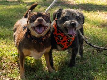 Rocky & Cole -  Mixed Breed Dog for Adoption in Myrtle Beach, South Carolina - Rocky & Cole | PetCurious