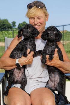 Balthazar and Macy -  Miniature Poodle and Labradoodle Dog for Adoption in Chester Springs, Pennsylvania - Balthazar And Macy | PetCurious
