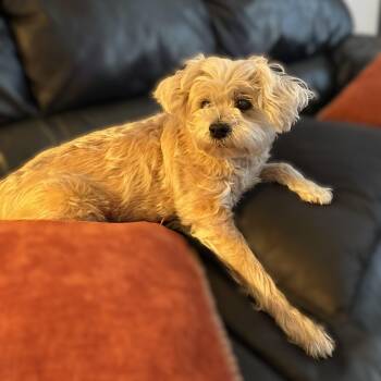 Terrier and Shih Poo Dogs Available for Adoption - Princess ~~ PRIVATE OWNER ADOPTION  ~~ EMAIL:  Joehlinger@bellso | PetCurious