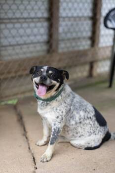 Stanley -  Puggle Dog for Adoption - Stanley | PetCurious