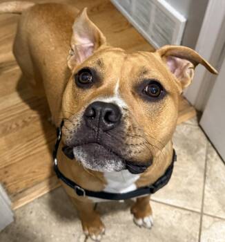 Pit Bull Terrier and American Bulldog Dogs Available for Adoption - Rosee | PetCurious