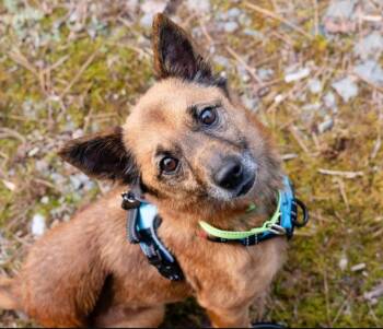 Terrier Dogs Available for Adoption - Teena SCAS | PetCurious