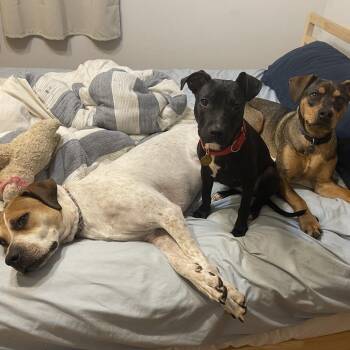 Pit Bull Terrier Dogs Available for Adoption in East St. Louis, Illinois - Izzy | PetCurious