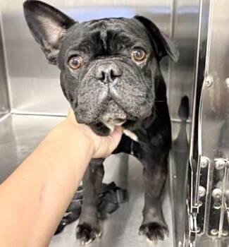 A659456 -  French Bulldog Dog for Adoption in Houston, Texas - A659456 | PetCurious