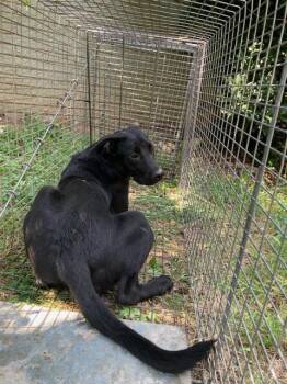 Rescue Mixed Breed Dogs for Adoption in Dallas, Texas - STAR | PetCurious