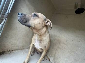 BUFFY -  Pit Bull Terrier Dog for Adoption in Oklahoma City, Oklahoma - BUFFY | PetCurious