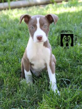 Smalls -  Labrador Retriever and Shepherd Dog for Adoption in Omaha, Nebraska - Smalls | PetCurious