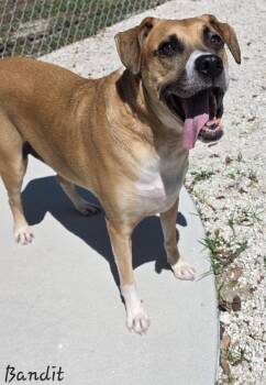Rescue Black Mouth Cur Dogs for Adoption in Key Largo, Florida - Bandit | PetCurious