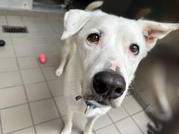 Sully -  Mixed Breed Dog for Adoption in Wantagh, New York - Sully | PetCurious
