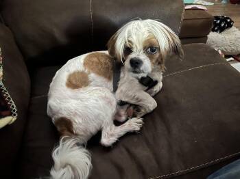 Webster -  Shih Tzu Dog for Adoption in Fredericksburg, Virginia - Webster | PetCurious