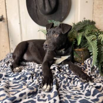 Black Labrador Retriever and Pit Bull Terrier Dogs Available for Adoption - Alice | PetCurious