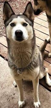 Husky Dogs Available for Adoption - Roxie | PetCurious