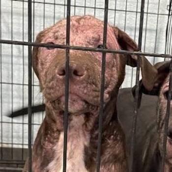 Grizelda -  Mixed Breed Dog for Adoption in Port Charlotte, Florida - Grizelda | PetCurious