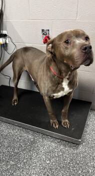 Pit Bull Terrier Dogs Available for Adoption - Willie | PetCurious
