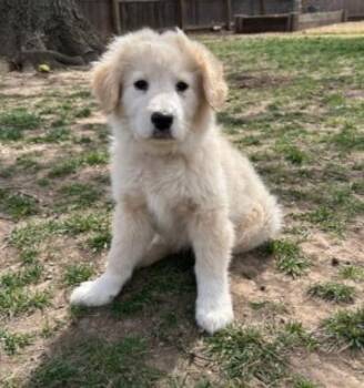 Great Pyrenees Dogs Available for Adoption - Cloverby  | PetCurious