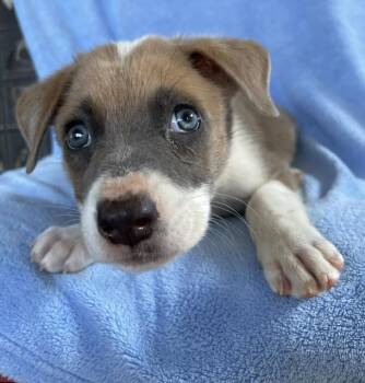 Levi -  Husky Dog for Adoption in Memphis, Tennessee - Levi | PetCurious