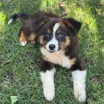 Victor Van Dort -  Mixed Breed Dog for Adoption in Toms River, New Jersey - Victor Van Dort | PetCurious