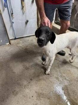 Cochese - Foster Needed! -  German Shorthaired Pointer Dog for Adoption in Omaha, Nebraska - Cochese - Foster Needed! | PetCurious