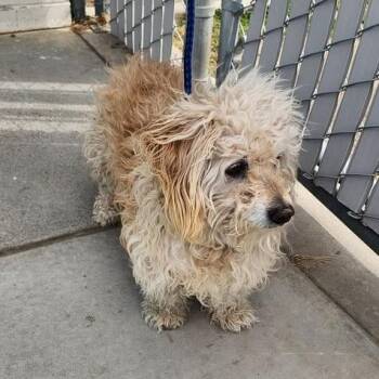 Lhasa Apso Dogs Available for Adoption in Pacifica, California - Max | PetCurious