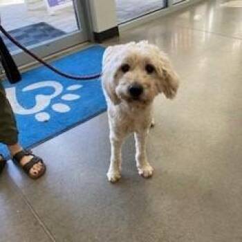 YORK-Stray-16895 -  Mixed Breed and Poodle Dog for Adoption in York, Pennsylvania - YORK-Stray-16895 | PetCurious